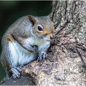 2022 =3rd Place Bury St Edmunds squirrel by Chris Hale