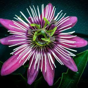 2025 1st A Pure Passion by Brod Pooley