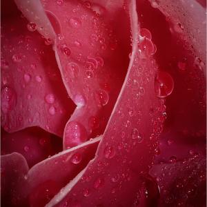 2025 3rd After the Rain by Paula Irvine
