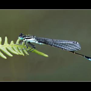 02 Blue tailed Damselfly