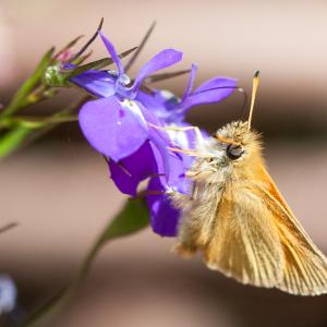 02 UK Skipper Thymelicus
