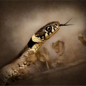 2025 2nd Sidney the Resident Grass Snake by Paula Irvine