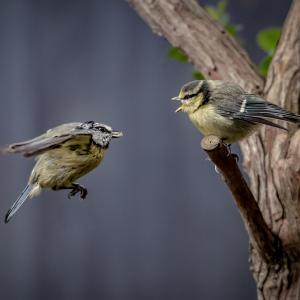 1st Frazzled feeder by Paula Irvine