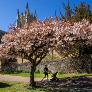 2 C Bury Buggy Blossom