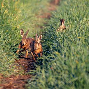 2nd Early morning chase by Rob Gray