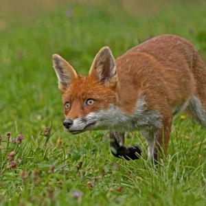 3rd Red fox by Glenda Taylor