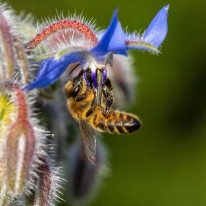 2nd Busy bee by Clive Hayward