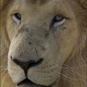 CASPER THE WHITE LION H J LANG