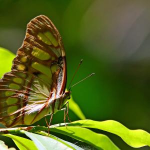 Dick Knight Butterfly In Costa Rica