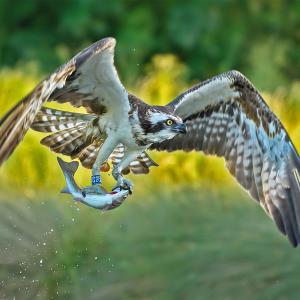 1st Fish Supper by Brodrick Pooley