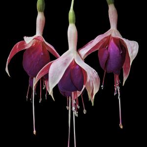 Geoff Walker Fuchsia