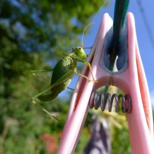 Grasshopper