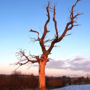 Hemingstone Tree Suffolk