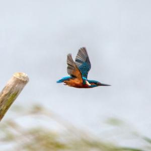 Kingfisher2