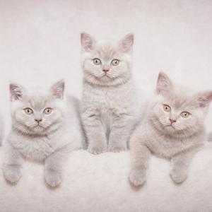 Lilac Quintet by Paula Irvine