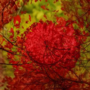 Multiple exposure Japanese Maple by Andy Steward