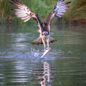 2nd Osprey by Perry Andrews