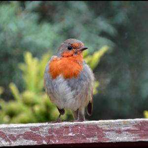 Our Scruffy Robin by Keith Hyland