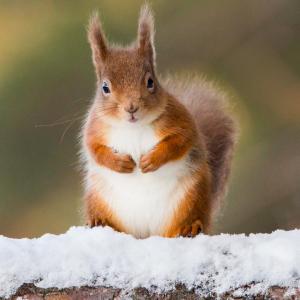 3rd Red squirrel by Perry Andrews